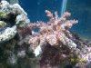 Austins Aquarium 024.jpg