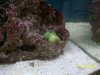 Austins Aquarium 019.jpg
