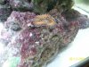 Austins Aquarium 020.jpg