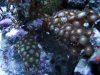zoa.jpg