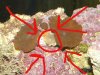 ghostshroom.JPG