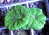 nuclear candy.jpg