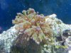 Austins Aquarium 058.jpg