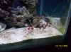 Austins Aquarium 052.jpg