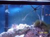 Austins Aquarium 012.jpg