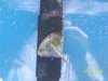 Austins Aquarium 050.jpg