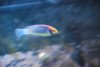 New stuff 068.jpg