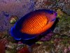 coralbeauty.jpg