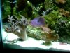 new coral 001.jpg