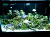 new coral 2 003.jpg