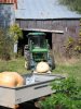 pumpkins.JPG