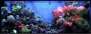 Mobert's clown tank.JPG