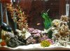 new tank picture.jpg