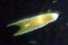 acoel flatworm.jpg
