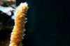 Macro_15.jpg