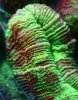 Macro_14.jpg