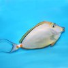 blone naso male-1.jpg
