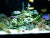 reef 002.jpg