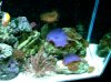 reef 003.jpg