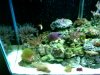 reef 004.jpg