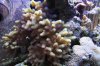 14342d1238440139-pdcco-90g-1-year-anniversary-misc-coral.jpg