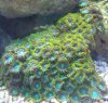 ZOAS GREEN LATE.jpg