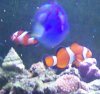 FISH (4).JPG