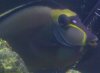 FISH.JPG