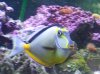 FISH (8).JPG
