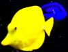 FISH (10).JPG