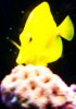 FISH (11).JPG