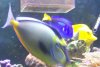 FISH (13).JPG