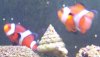 FISH (12).JPG