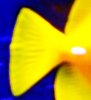 MORE FISH 125 049.JPG
