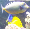 MORE FISH 125 051.JPG