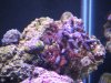 New 65 All From 50 008.jpg