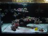 bonzai-tree-aquascaping.jpg