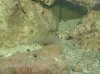 Fish 035.jpg