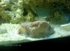Fish 044.jpg