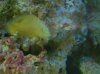 fish 083.JPG
