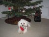 lily and tree.jpg