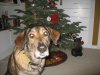 coco and tree.jpg