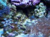 bluezoas.jpg