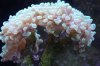img_1155mod.jpg