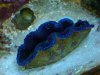 Clam1.jpg