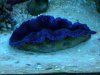 Clam2.jpg