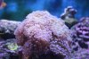 img_1284mod.jpg