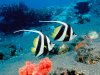 Long-Fin%20Bannerfish.jpg