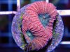 NewCoral4.jpg