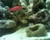 dottyback 12-25-09.jpg